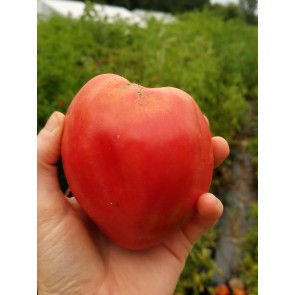 Tomato 'Anna Maria's Heart' 