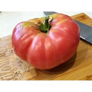 Tomato 'Brandywine Sudduth's Strain' 