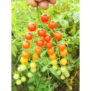 Tomato 'Red Currant Spoon' Seeds (Certified Organic)