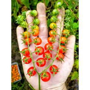Tomato 'Red Currant Spoon' 