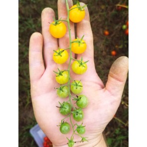 Tomato 'Yellow Currant Spoon'