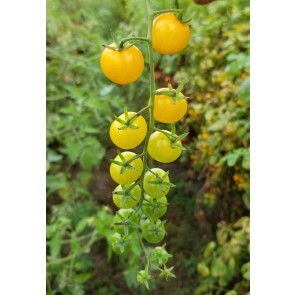 Tomato 'Yellow Currant Spoon' Seeds (Certified Organic)