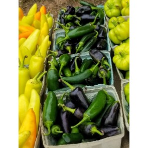Hot Pepper ‘Early Jalapeno’ Seeds (Certified Organic)