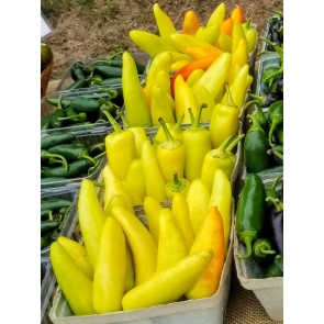 Hot Banana Pepper 'Hungarian Yellow Wax' Seeds (Certified Organic)