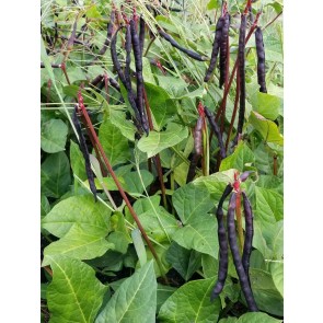 Cowpea 'Pinkeye Purple Hull' Seeds (Certified Organic)