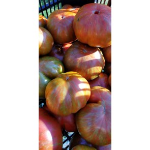 Tomato 'Large Barred Boar' Seeds (Certified Organic)