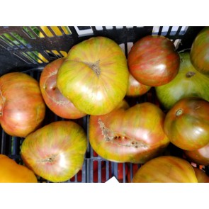 Tomato 'Berkeley Tie-Dye' Plant (4" Pot, single)