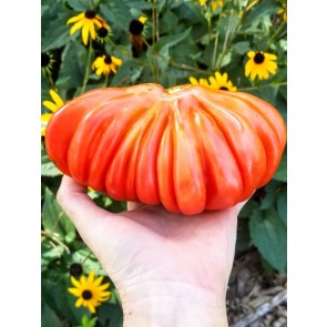 Tomato 'Tlacolula Pink' AKA 'Tlacolula Ribbed' 