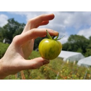 Tomato 'Green Vernissage' Seeds (Certified Organic)
