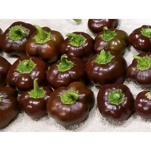 Sweet Pepper ‘Mini Chocolate Bell’ Seeds (Certified Organic)