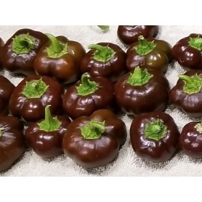 Sweet Pepper ‘Mini Chocolate Bell’