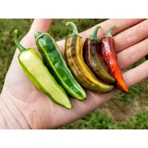 Hot Pepper ‘Fish’ Seeds (Certified Organic)