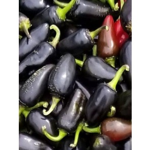 Hot Pepper ‘Purple Jalapeno’ 