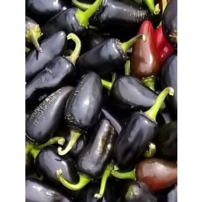 Hot Pepper ‘Purple Jalapeno Variegated Leaf’ Seeds (Certified Organic)