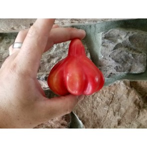Tomato 'Tlacolula Pink' AKA 'Tlacolula Ribbed' Seeds (Certified Organic)