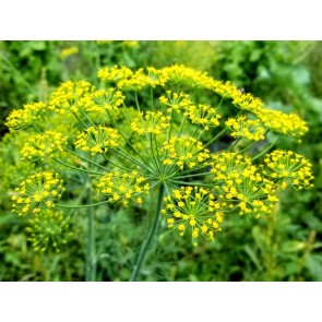 Herb 'Dill' Plants (6PK)