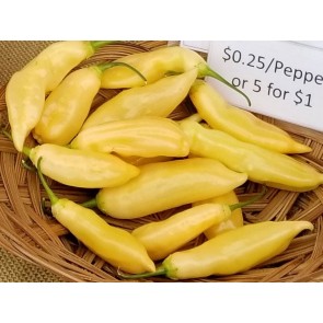 Hot Pepper 'Sugar Rush Peach'