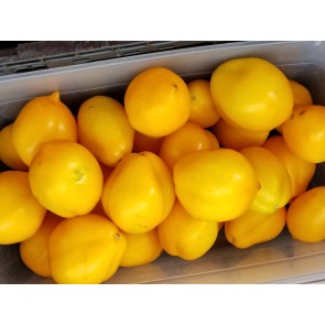 Tomato 'Plum Lemon' Seeds (Certified Organic)