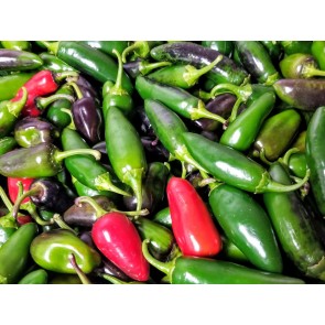 Hot Pepper ‘Traveler Jalapeno' 