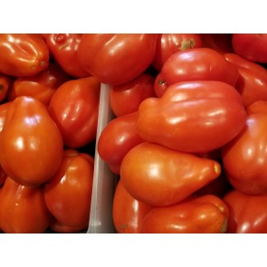 Tomato 'Scatalone 2'