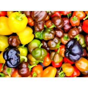 Sweet Pepper 'Mini Orange Bell' Seeds (Certified Organic)