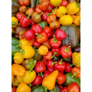 Sweet Pepper 'Mini Orange Bell' Seeds (Certified Organic)