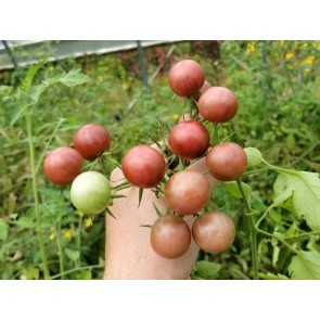 Tomato 'Chocolate Cherry' Plant (4