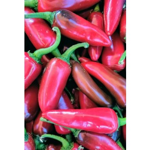 Hot Pepper ‘Fresno’ Seeds (Certified Organic)