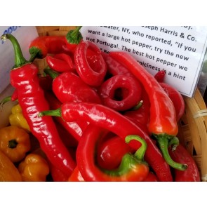 Hot Pepper ‘Hot Portugal’ 