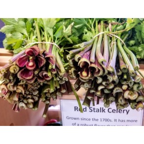 Celery 'Red Stalk' 