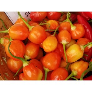 Hot Pepper ‘Inca Berry’ 