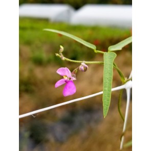 Phaseolus acutifolius var. tenuifolius 