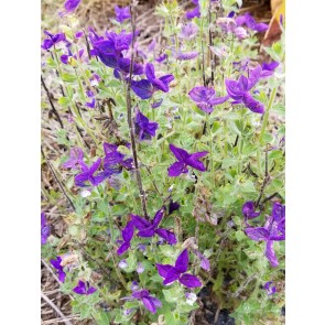 Salvia 'Blue Denim'