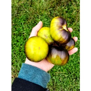 Tomato 'Xanadu Green Goddess'