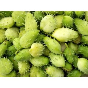 Achocha Fat Baby Cucumber Seeds (Certified Organic)