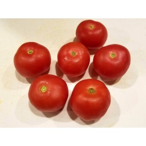 Tomato 'Bola Macizo' Plant (4