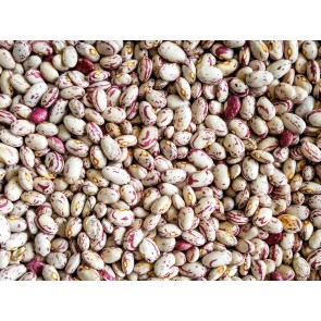 Bush Snap Bean 'Taylor's Dwarf Horticultural' Seeds (Certified Organic)