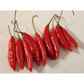 Hot Pepper ‘Birgit's Locoto’