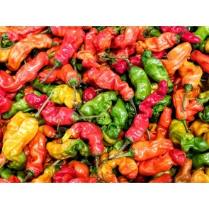 Hot Pepper ‘Red Peter’ 