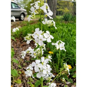 Money Plant AKA Silver Dollar 'Alba' Seeds (Certified Organic)