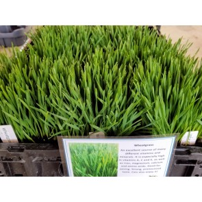 Wheatgrass / Catgrass Plant