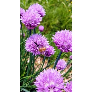 Chives, Common Seeds (Certified Organic)