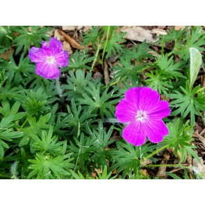 Hardy Geranium AKA Bloody Cranesbill Seeds (Certified Organic)