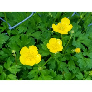 Creeping Buttercup Seeds (Certified Organic)