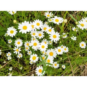 Roman Chamomile