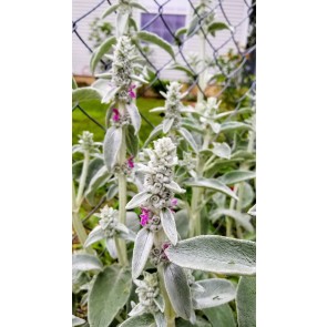 Lamb's Ear Seeds (Certified Organic)