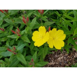 Narrow-Leaved Sundrops Seeds (Certified Organic)