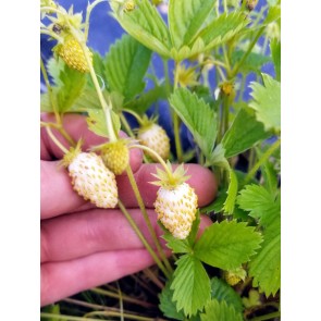 Alpine Strawberry 'White Soul' Seeds (Certified Organic)