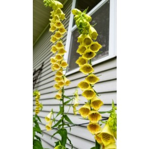 Small Yellow Foxglove Seeds (Certified Organic)