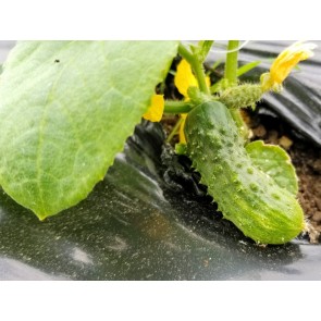 Cucumber 'National Pickling' Plants (6 Pack)